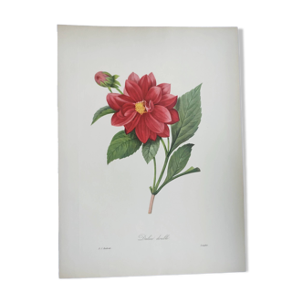 Vintage antique botanical -1955- Dalea double- engraving by PJ. Redouté
