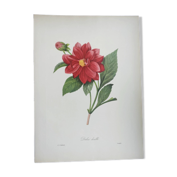 Vintage ancienne botanique -1955- Dalea double- gravure par PJ. Redouté