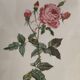 Illustration botanique rosier du Bengale 39 x 30 cm