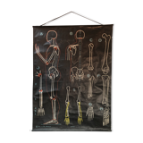 Ancient anatomical poster