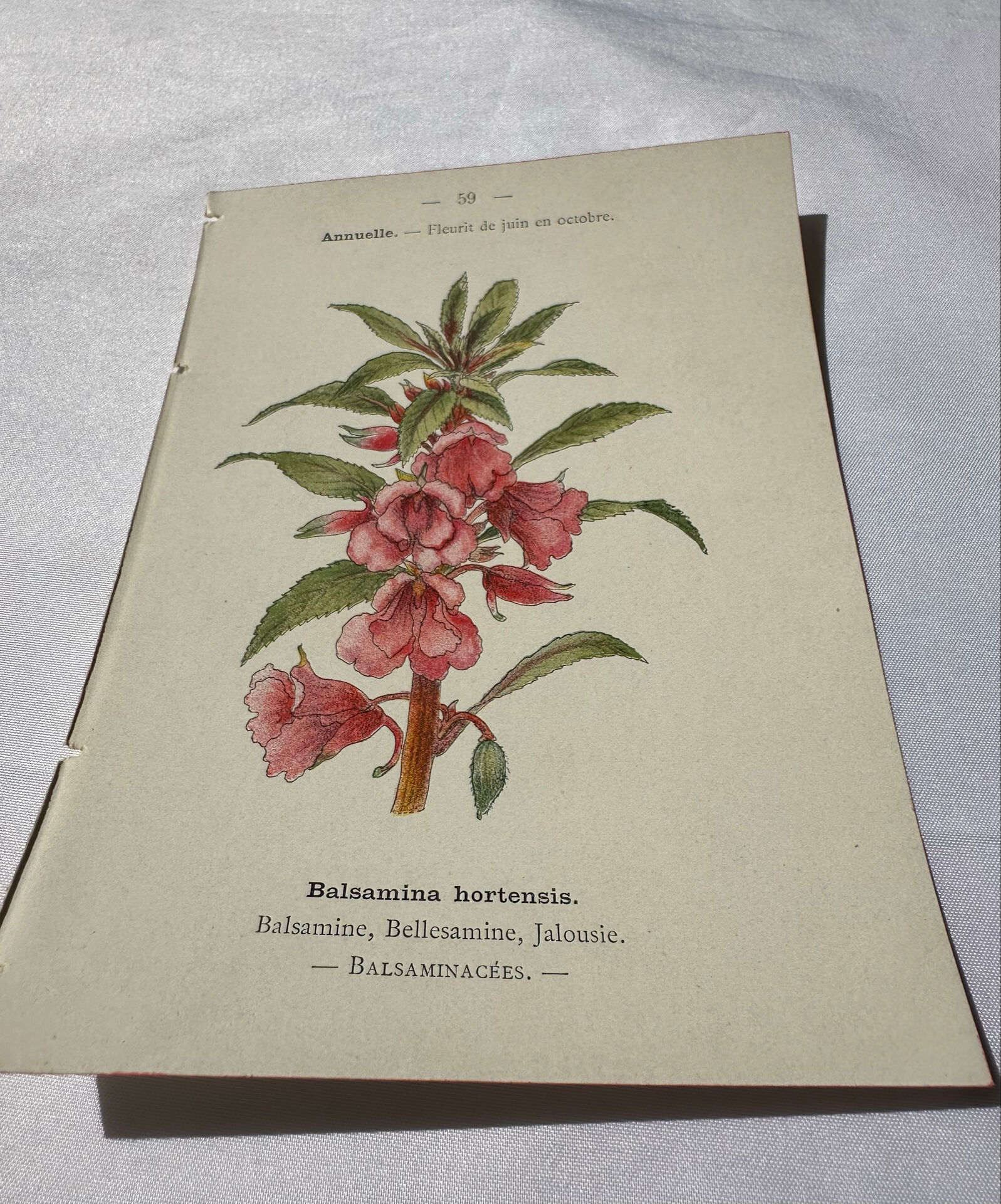 Planche Botanique Gravure naturaliste ancienne 19eme recto verso