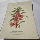 Planche Botanique Gravure naturaliste ancienne 19eme recto verso