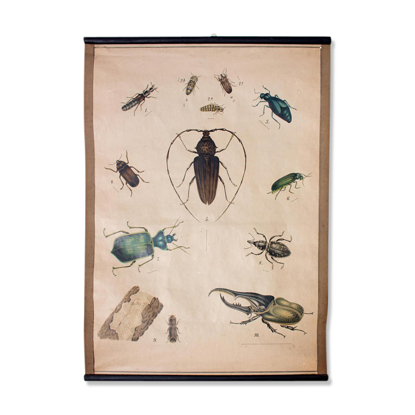 Educational poster, beetle, lithograph, 1914
