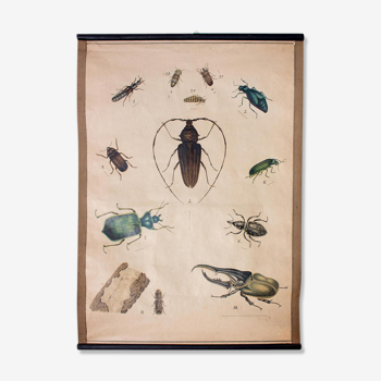 Educational poster, beetle, lithograph, 1914
