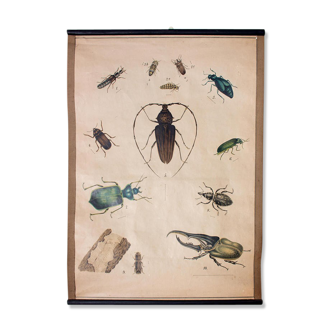 Educational poster, beetle, lithograph, 1914