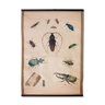 Educational poster, beetle, lithograph, 1914