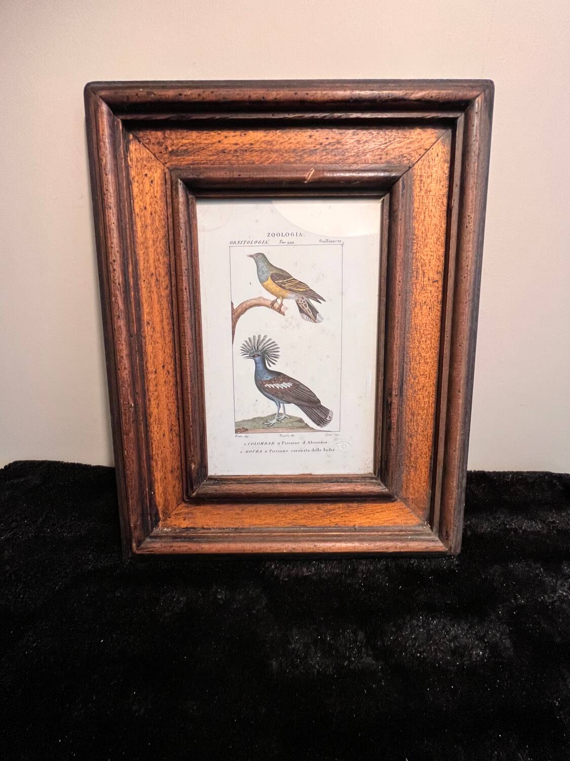 Ornithological engraving
