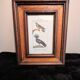 Ornithological engraving