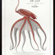 Chimera lithograph animal engraving - the pink flamoulpe