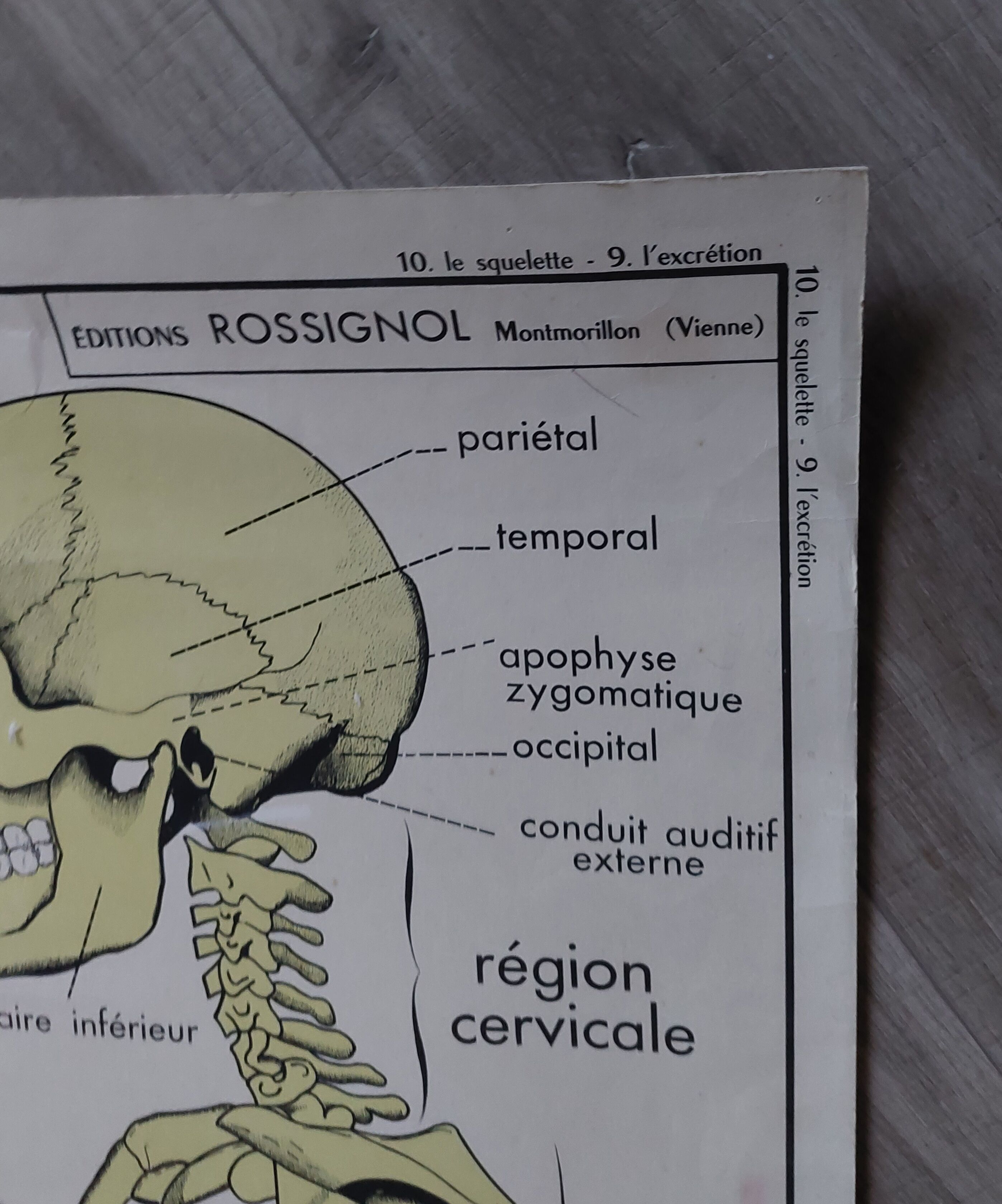 Rossignol school poster: the skeleton/excretion
