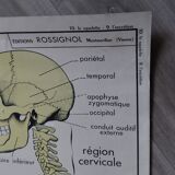 Rossignol school poster: the skeleton/excretion