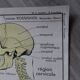 Rossignol school poster: the skeleton/excretion