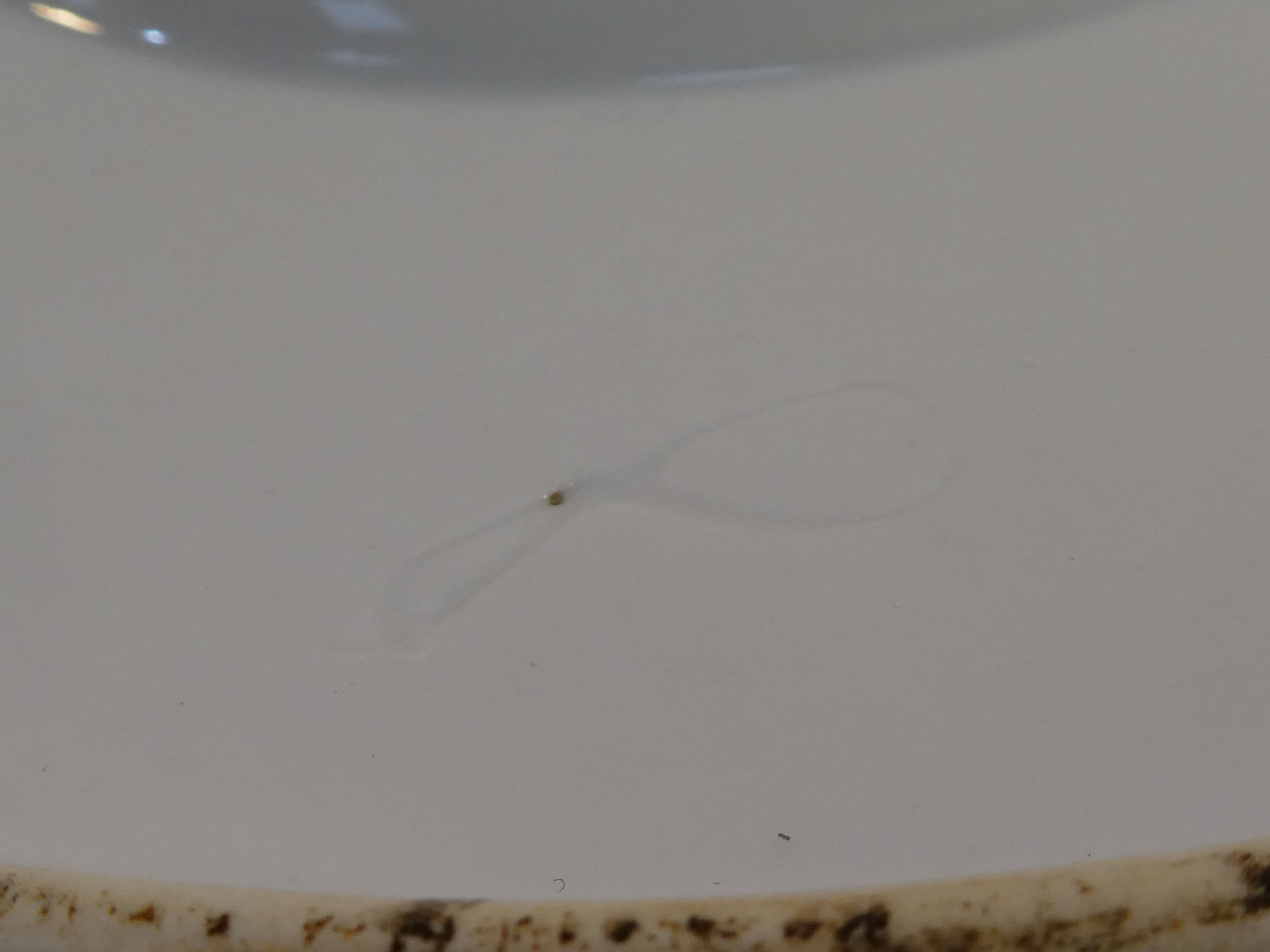 Porcelain dish from limoges or paris around 1900 decoration at martin pecheur