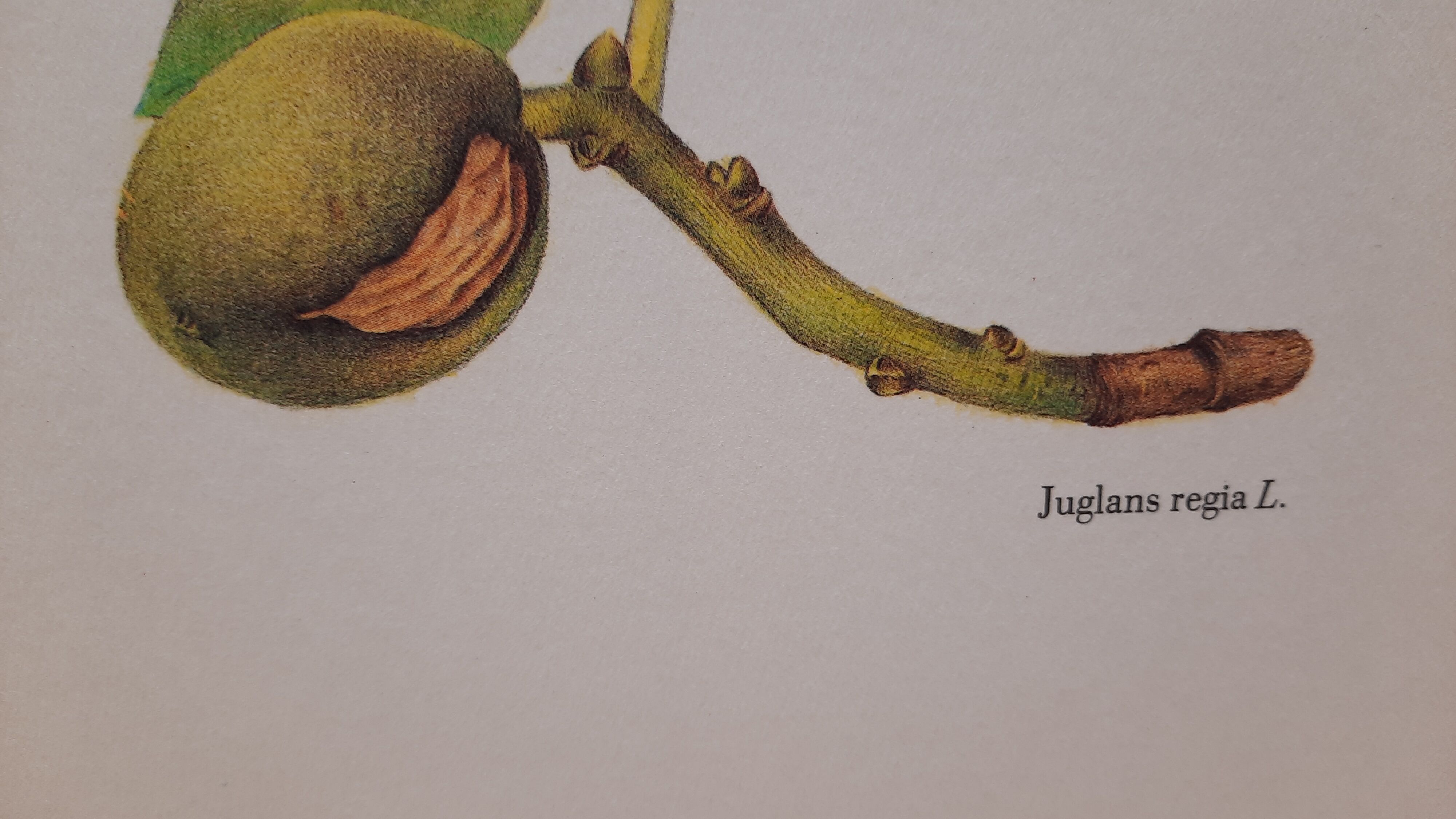 Botanical plank Walnut