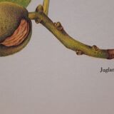 Botanical plank Walnut