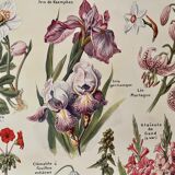Lithograph on perennial flowers from 1921