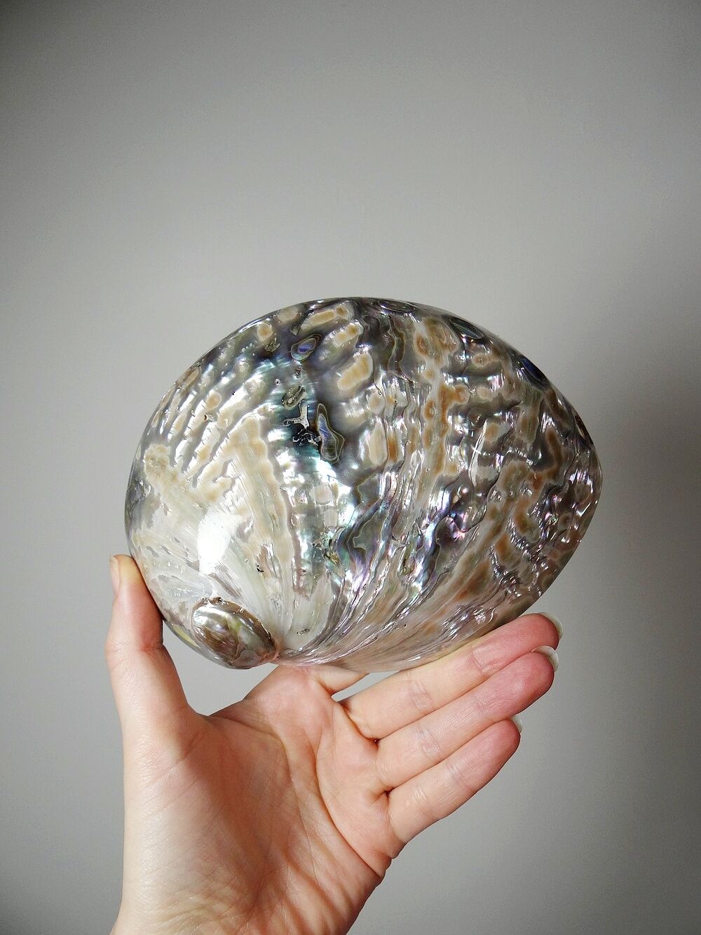 Large polished abalone shell, curiosity item, vintage 20th century.