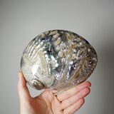 Large polished abalone shell, curiosity item, vintage 20th century.