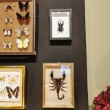 Vintage naturalized scorpion