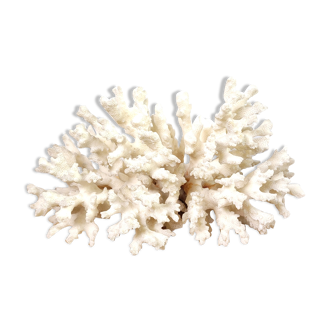White coral