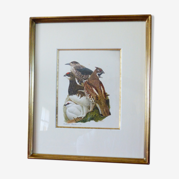 Oiseaux - collection Hepatior N°45