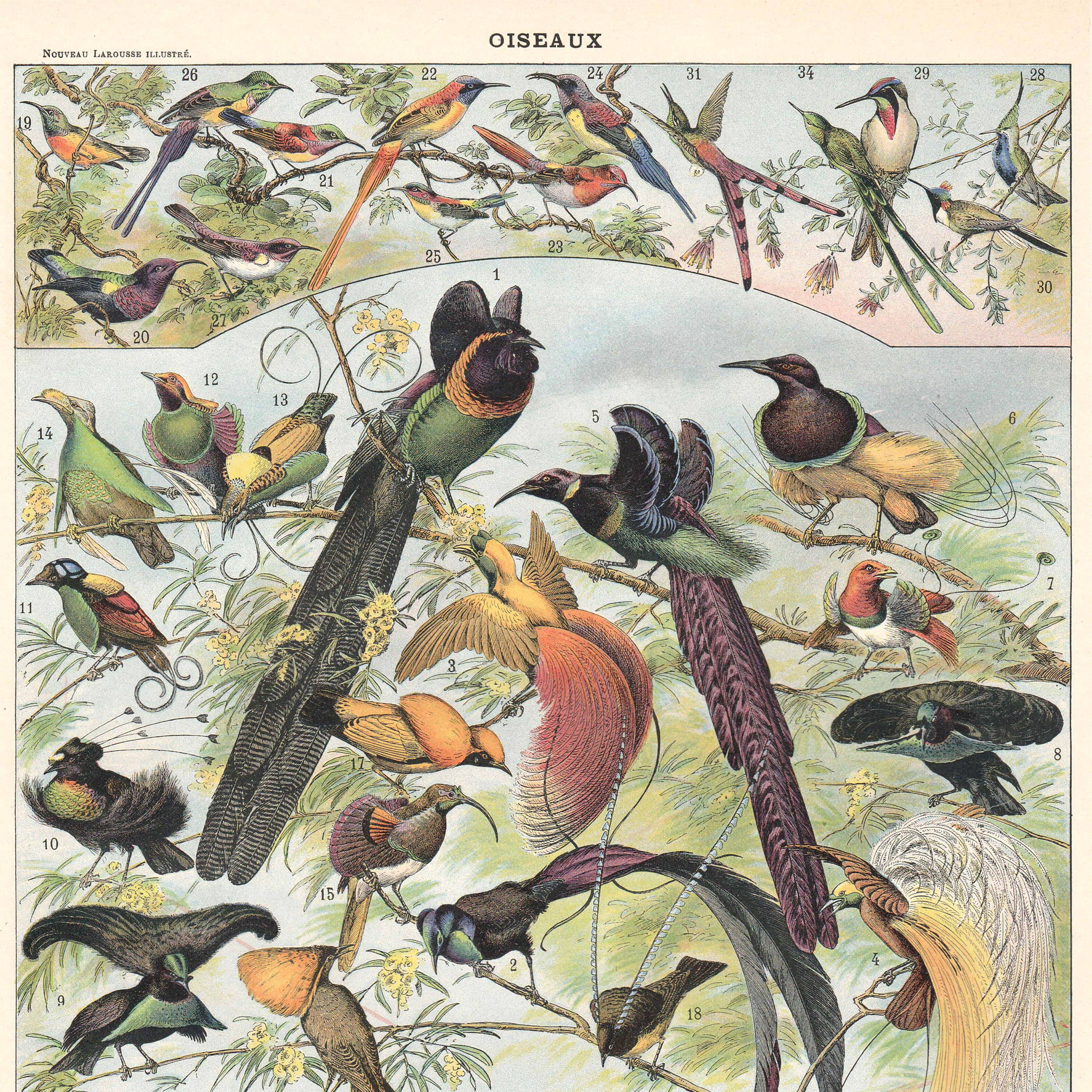 Planche lithographie les oiseaux 1900