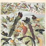 Lithograph plate of birds 1900