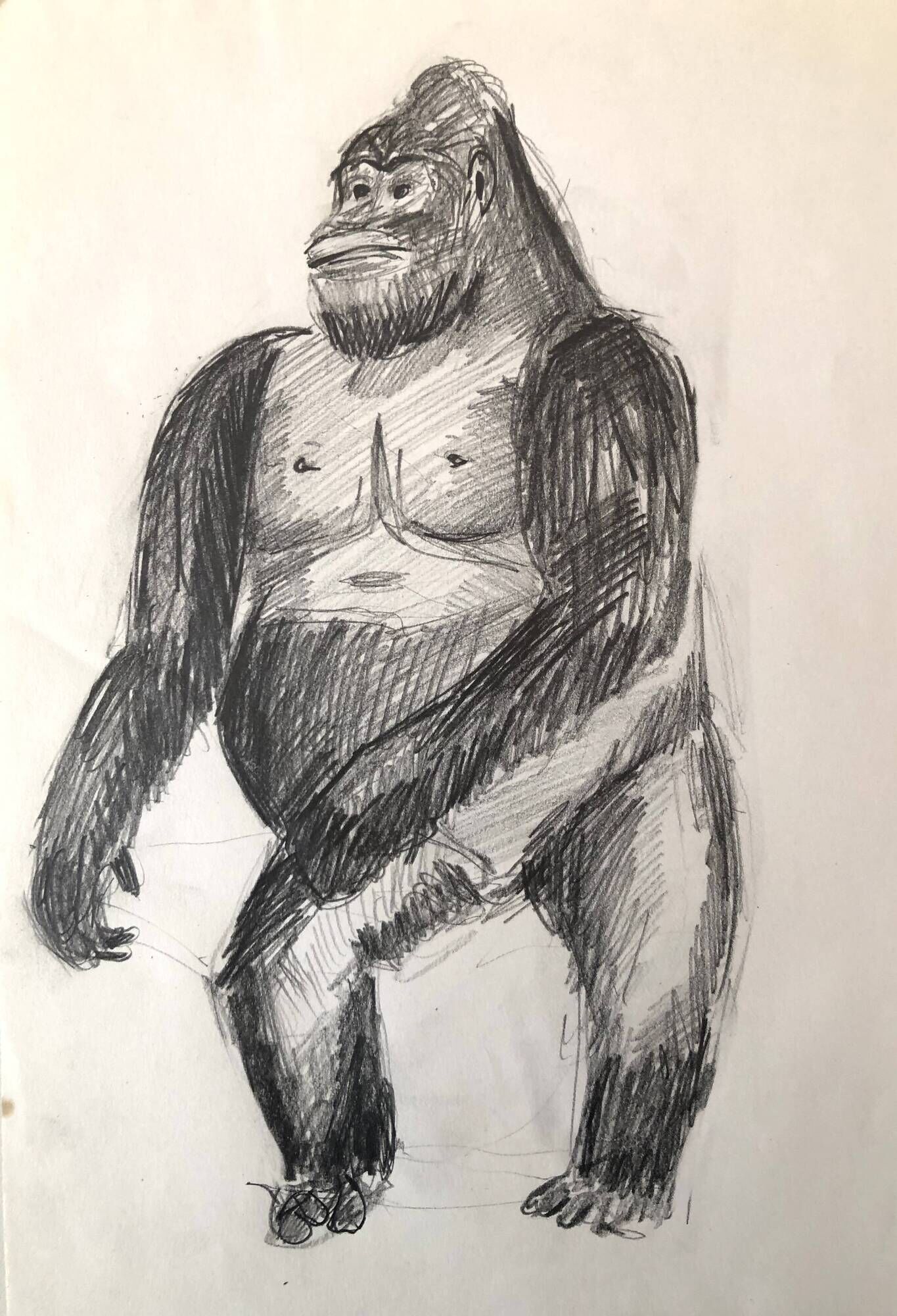 Gorilla Illustration
