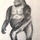 Gorilla Illustration