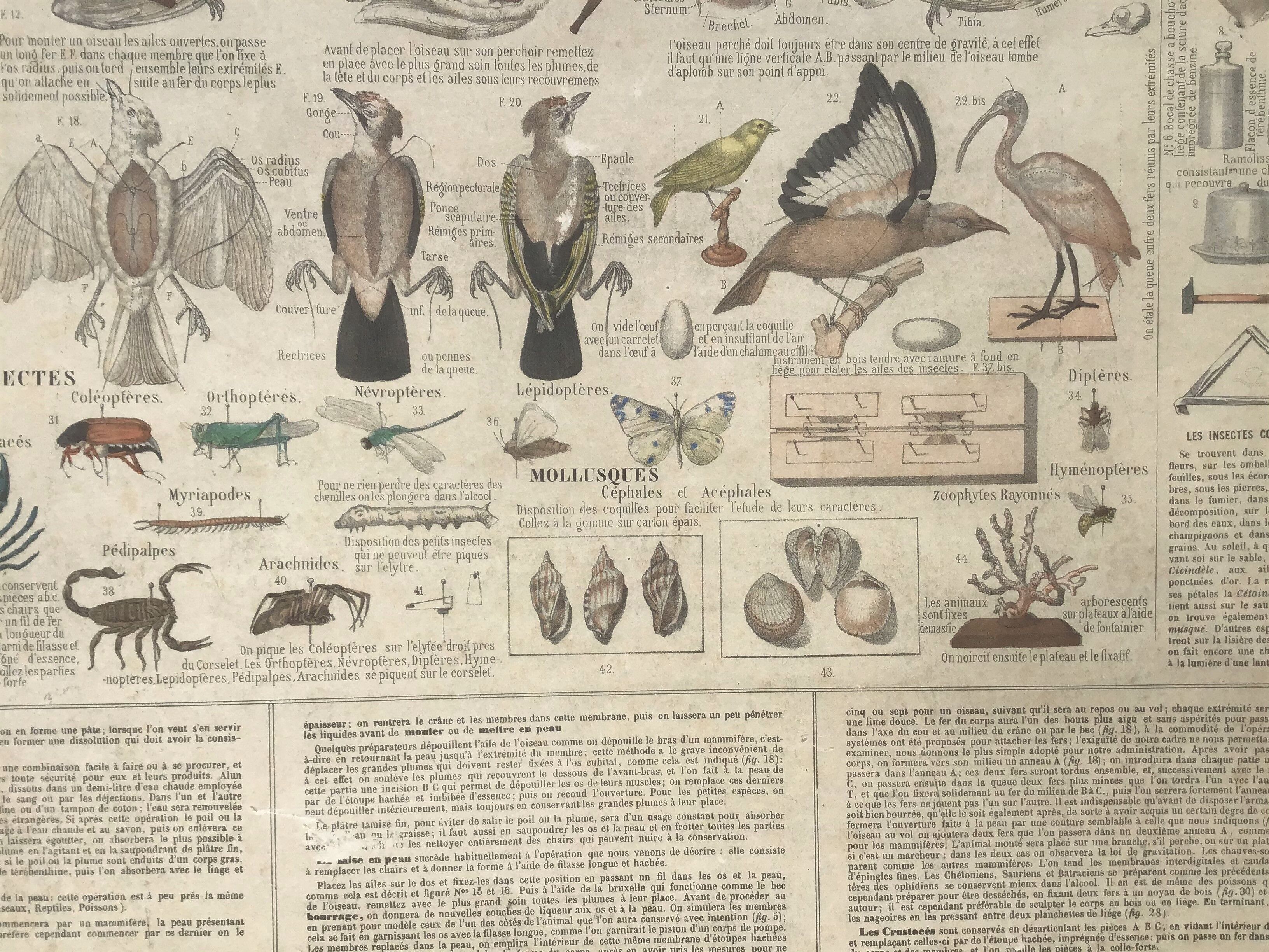 Bouasse-Lebel educational plank at the end of the 19th century Table of the Zoology Preparer Art to stuff