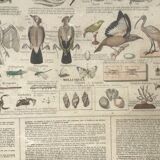 Bouasse-Lebel educational plank at the end of the 19th century Table of the Zoology Preparer Art to stuff