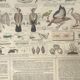 Planche pédagogique Bouasse-Lebel fin XIXème  Tableau du préparateur de zoologie Art d'empailler