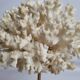 Antique ornamental coral Acropora on solid wood base, 18 cm