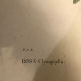Botanical illustration