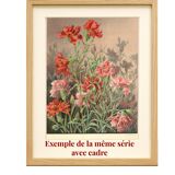 Art Nouveau engraving 1896 - Chrysanthemums and Japanese scene by G. Fraipont