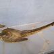 Bronze wall lamp Heron ep art deco 1930/40