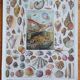 Lithograph zoological plate shells sea molluscs