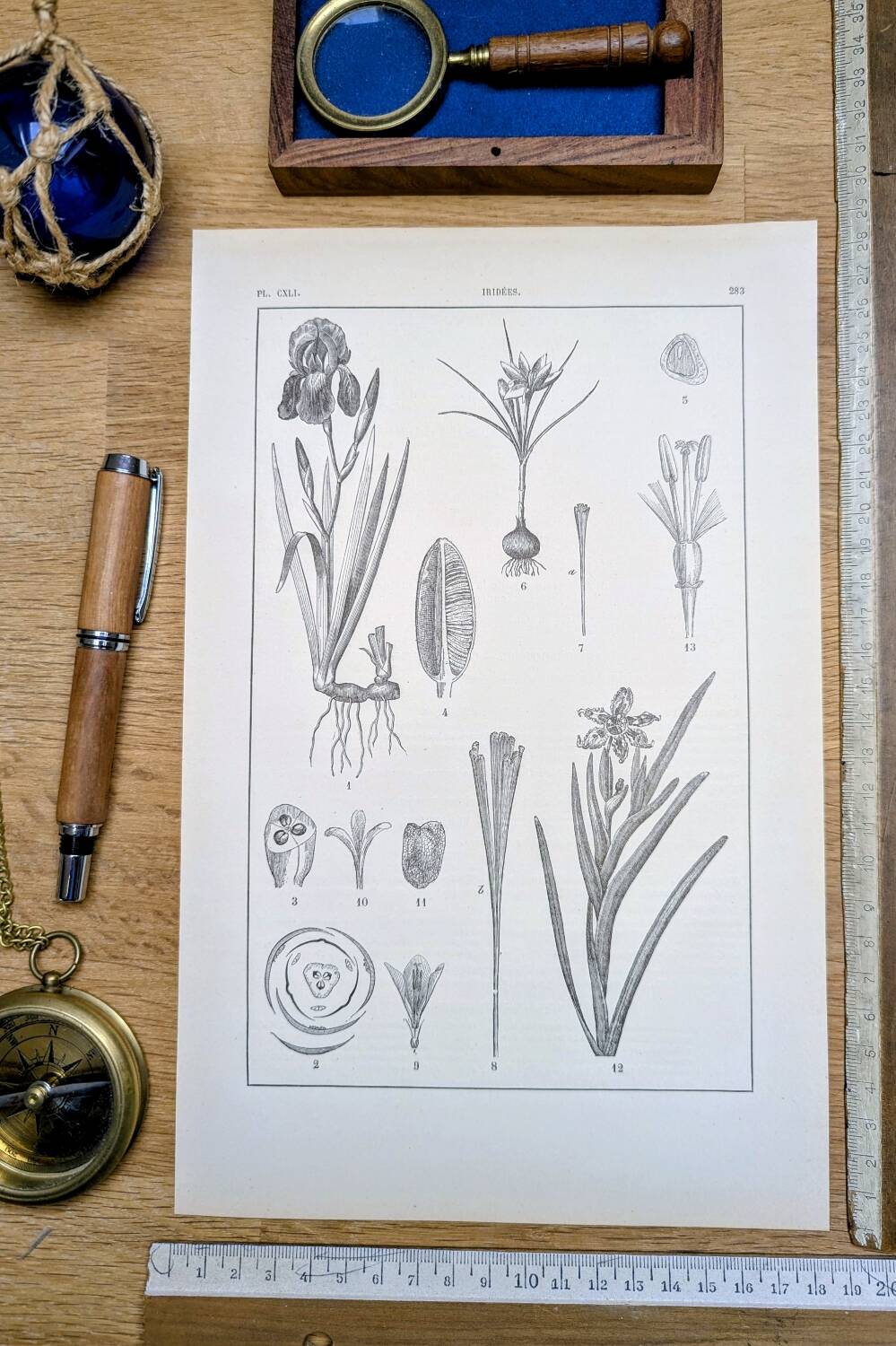 Printed in 1889, the Iridaceae (Iridaceae). Old botanical plate.
