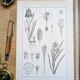 Printed in 1889, the Iridaceae (Iridaceae). Old botanical plate.