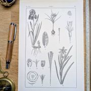 Printed in 1889, the Iridaceae (Iridaceae). Old botanical plate.