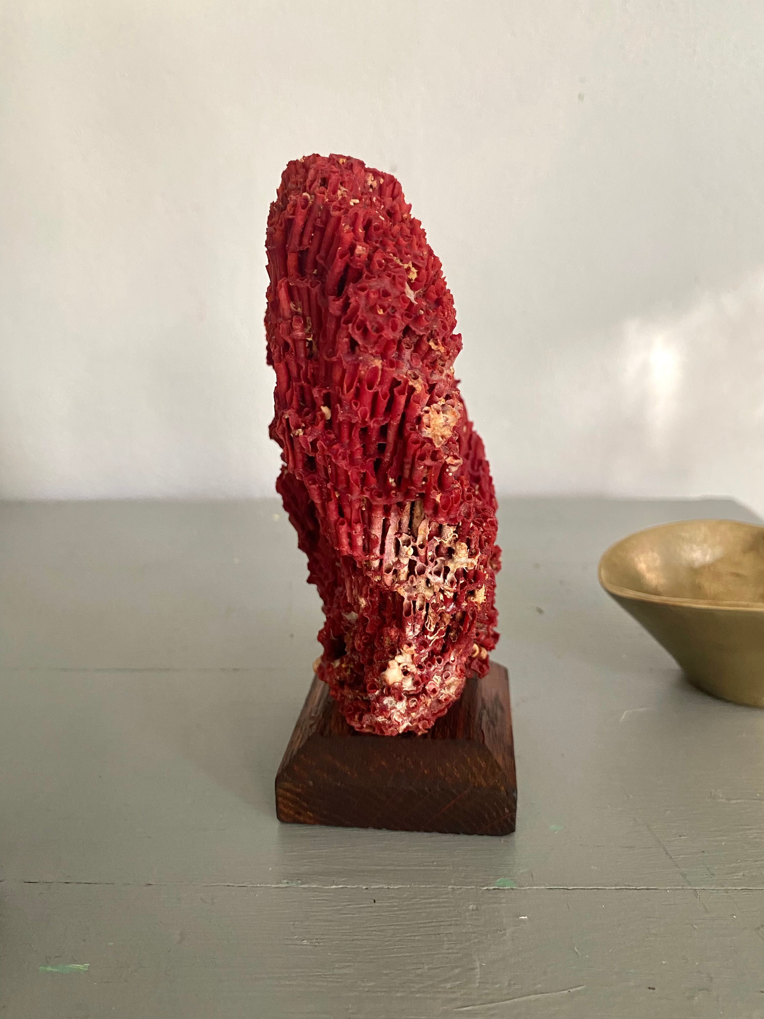 Red coral Tubipora, cabinet of curiosities
