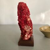 Red coral Tubipora, cabinet of curiosities