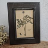 Framed botanical board frame