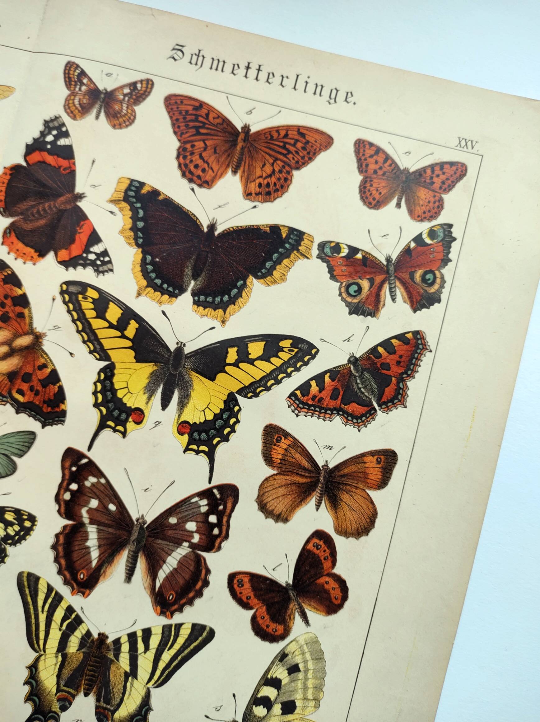 1898 Engraving - Butterflies and Flying Insects - Large Vintage Lithograph - 42 x 33 cm - Plate