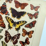 1898 Engraving - Butterflies and Flying Insects - Large Vintage Lithograph - 42 x 33 cm - Plate