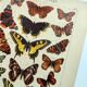 1898 Engraving - Butterflies and Flying Insects - Large Vintage Lithograph - 42 x 33 cm - Plate