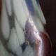 Handmade glass paste vase, mouth blown, Murano type