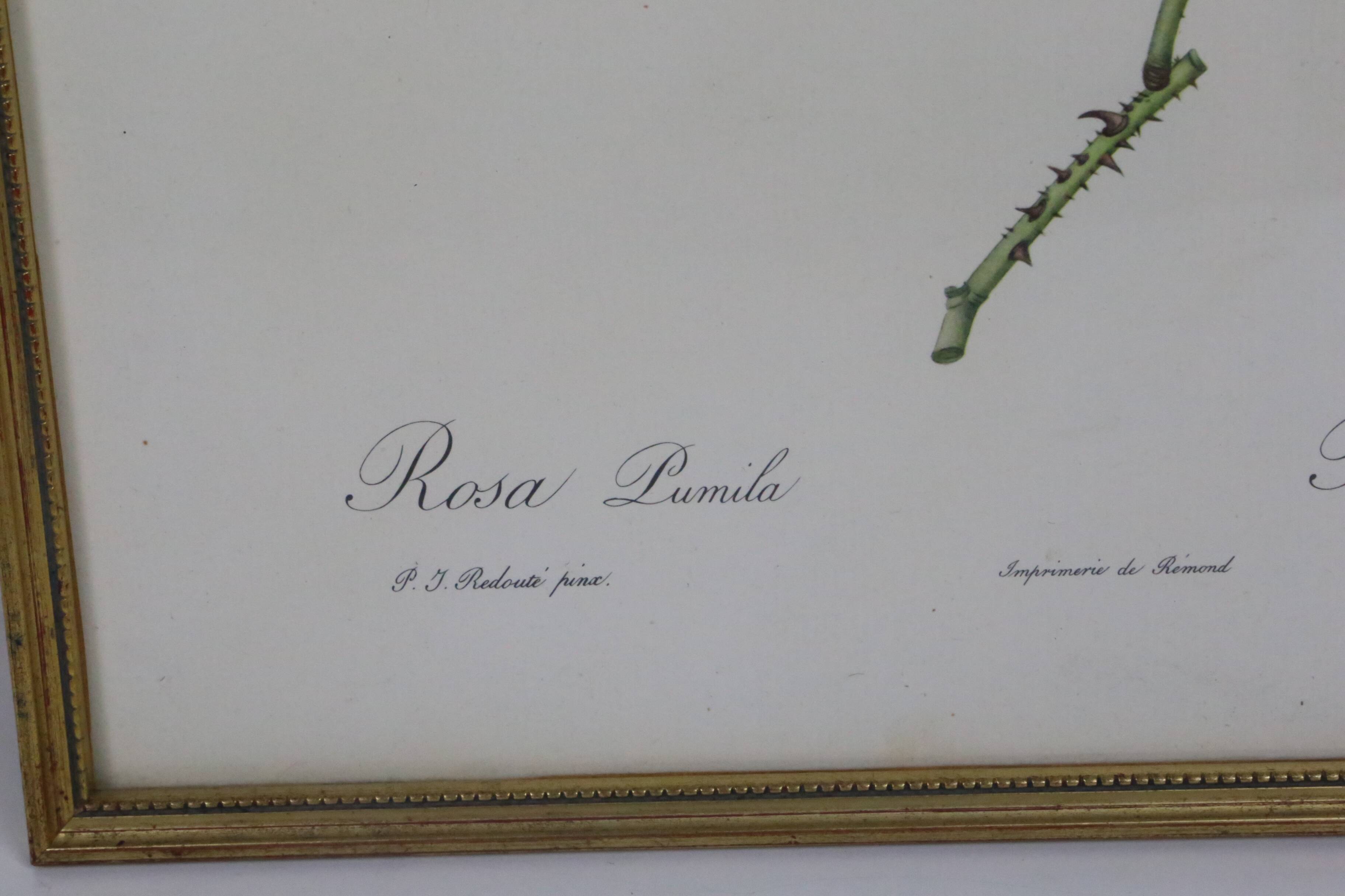 Great Redouté Lithograph