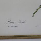 Great Redouté Lithograph