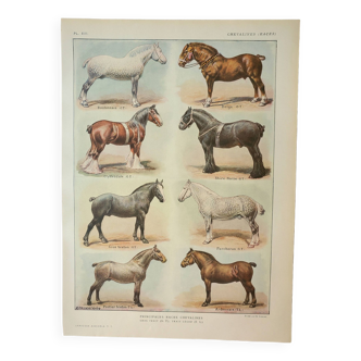 Gravure ancienne 1922, Races de chevaux 2, chevalines, équitation • Lithographie, Planche originale